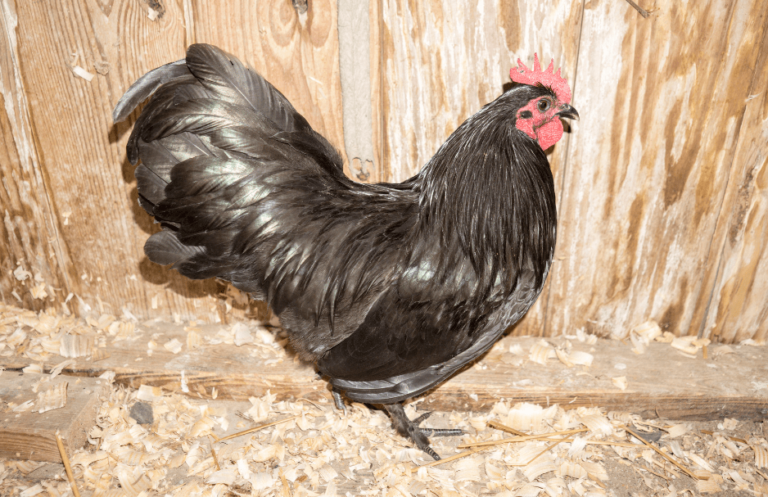 What Are Black Chicken Breeds