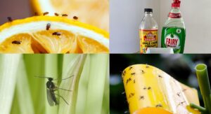 how to get rid of gnats